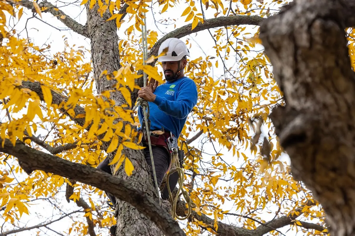Skilled Tree Planing crew working in Cedartown