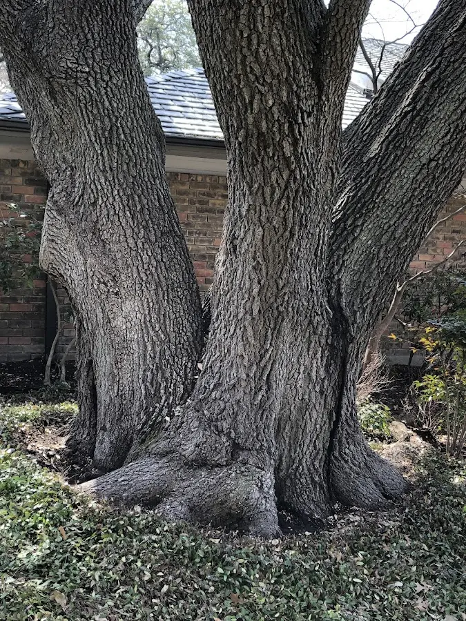 Mature heritage tree close to a Cedartown property cared for by certified arborists